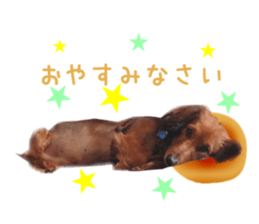 Real DOG Wan de FULL sticker #13798420