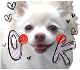 The dog which is full of expressions sticker #13798891