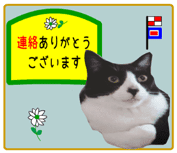 sticker japan cat&gin5(Photo version ) sticker #13800214