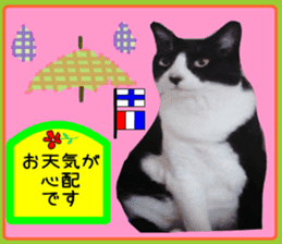 sticker japan cat&gin5(Photo version ) sticker #13800215