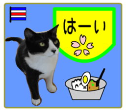 sticker japan cat&gin5(Photo version ) sticker #13800218