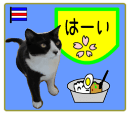 sticker japan cat&gin5(Photo version ) sticker #13800218