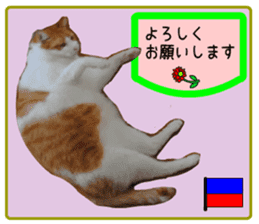 sticker japan cat&gin5(Photo version ) sticker #13800219