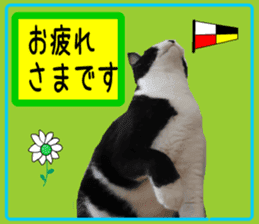 sticker japan cat&gin5(Photo version ) sticker #13800220