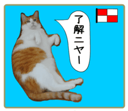 sticker japan cat&gin5(Photo version ) sticker #13800221