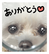 Maltese dog sticker. sticker #13800502