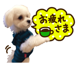 Maltese dog sticker. sticker #13800503