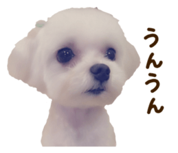 Maltese dog sticker. sticker #13800504