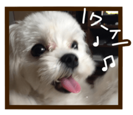 Maltese dog sticker. sticker #13800505