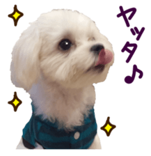 Maltese dog sticker. sticker #13800506