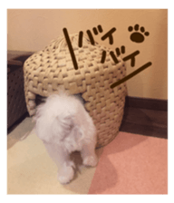 Maltese dog sticker. sticker #13800507