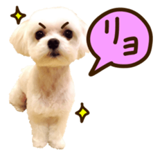 Maltese dog sticker. sticker #13800508