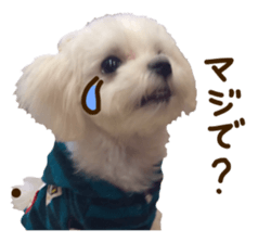 Maltese dog sticker. sticker #13800509