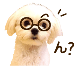 Maltese dog sticker. sticker #13800511