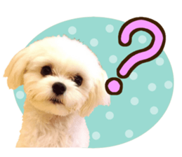 Maltese dog sticker. sticker #13800513
