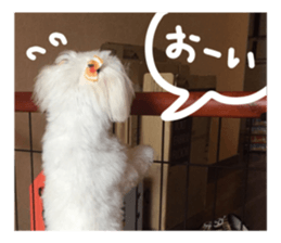 Maltese dog sticker. sticker #13800514