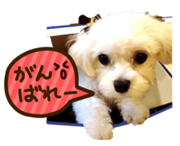 Maltese dog sticker. sticker #13800515