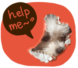 Maltese dog sticker. sticker #13800516