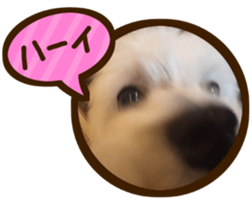 Maltese dog sticker. sticker #13800518