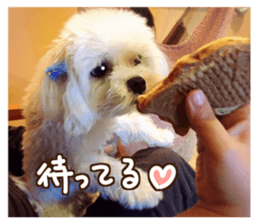 Maltese dog sticker. sticker #13800519