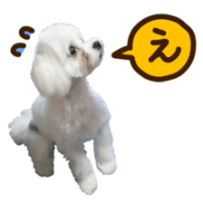 Maltese dog sticker. sticker #13800521