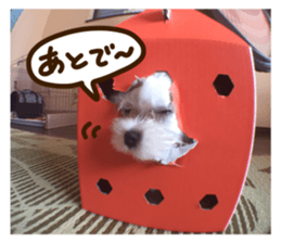 Maltese dog sticker. sticker #13800522