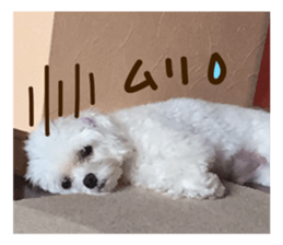 Maltese dog sticker. sticker #13800523