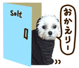 Maltese dog sticker. sticker #13800524