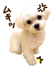 Maltese dog sticker. sticker #13800525