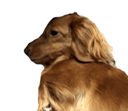 nako sticker!! sticker #13801216