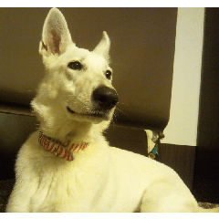 THE White Shepherd Dog! No,2 (P)
