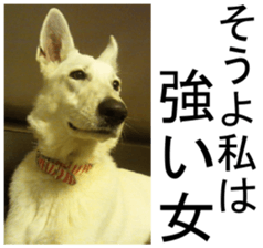THE White Shepherd Dog! No,2 (P) sticker #13803126