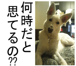 THE White Shepherd Dog! No,2 (P) sticker #13803128