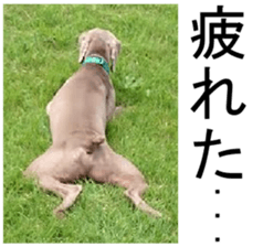 THE White Shepherd Dog! No,2 (P) sticker #13803129