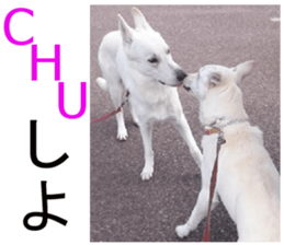 THE White Shepherd Dog! No,2 (P) sticker #13803130