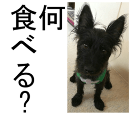 THE White Shepherd Dog! No,2 (P) sticker #13803131