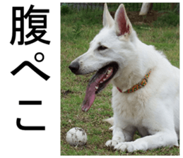 THE White Shepherd Dog! No,2 (P) sticker #13803132