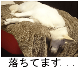 THE White Shepherd Dog! No,2 (P) sticker #13803134