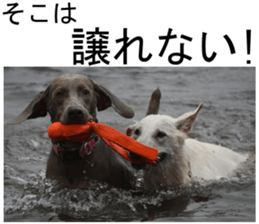 THE White Shepherd Dog! No,2 (P) sticker #13803135