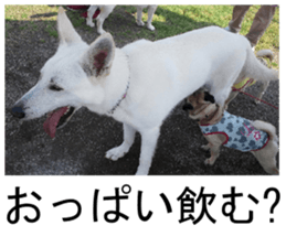 THE White Shepherd Dog! No,2 (P) sticker #13803136