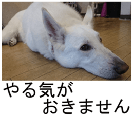 THE White Shepherd Dog! No,2 (P) sticker #13803138