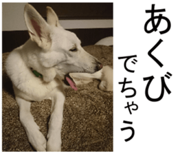 THE White Shepherd Dog! No,2 (P) sticker #13803139