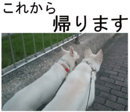 THE White Shepherd Dog! No,2 (P) sticker #13803141