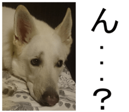 THE White Shepherd Dog! No,2 (P) sticker #13803142