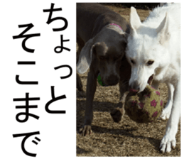 THE White Shepherd Dog! No,2 (P) sticker #13803143