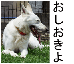 THE White Shepherd Dog! No,2 (P) sticker #13803144