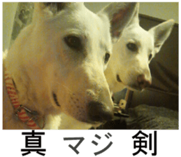 THE White Shepherd Dog! No,2 (P) sticker #13803145