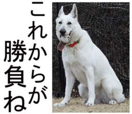 THE White Shepherd Dog! No,2 (P) sticker #13803146