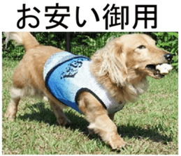 THE White Shepherd Dog! No,2 (P) sticker #13803147