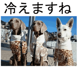 THE White Shepherd Dog! No,2 (P) sticker #13803148